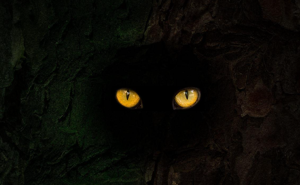 夜晚的森林里,老虎的眼睛闪烁着神秘的光芒,这是怎么回事?