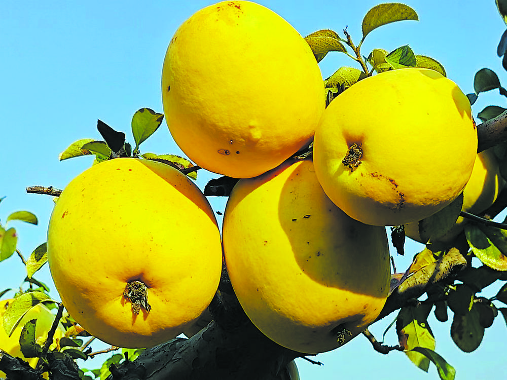 曹州木瓜初冬"飘香"闯市场