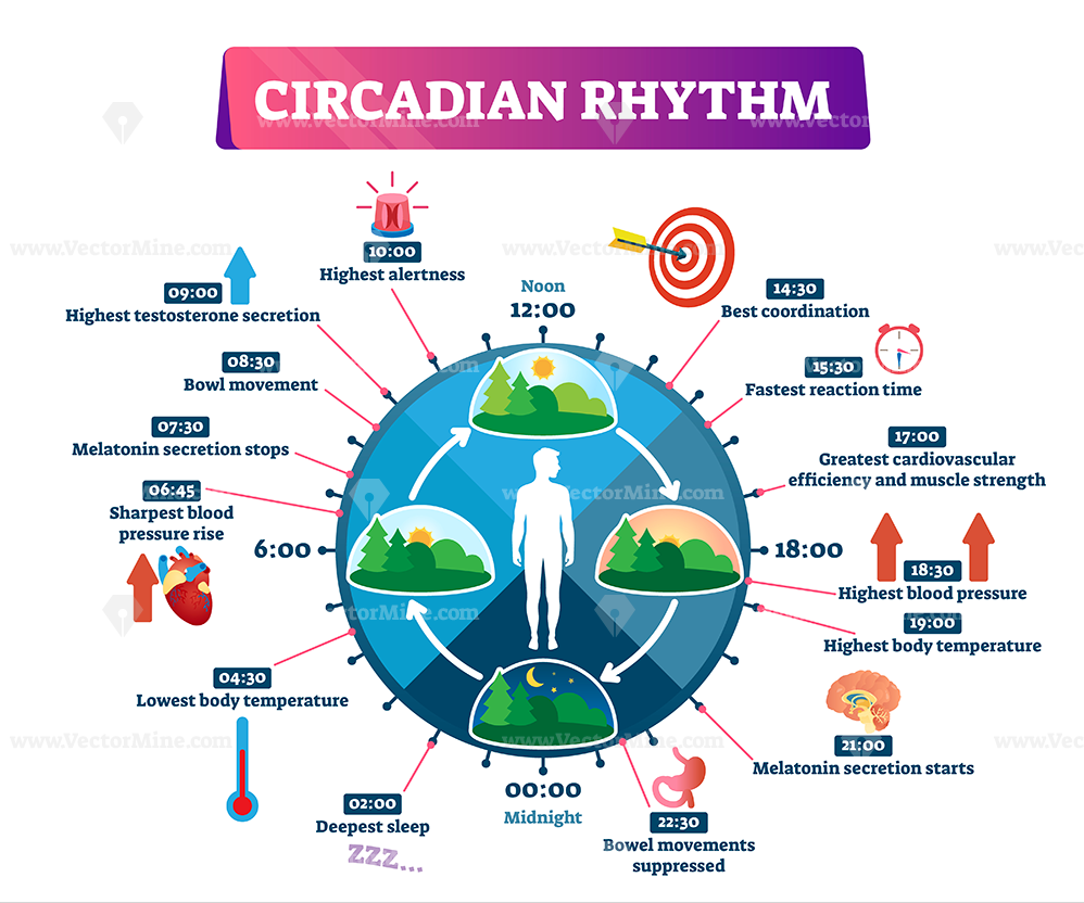 cell最新:两大关键长寿基因,做到这一点,多活10年