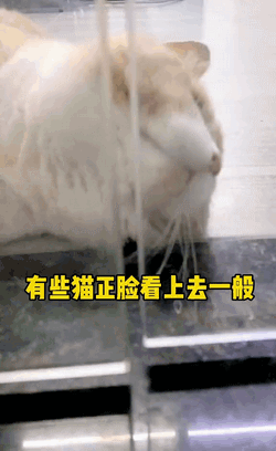 网友拍到的猫咪街头帮派分子,突然想要蹦迪是怎么回事