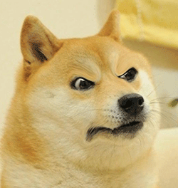 告诉你一个秘密:这样养狗,狗狗会感谢你!