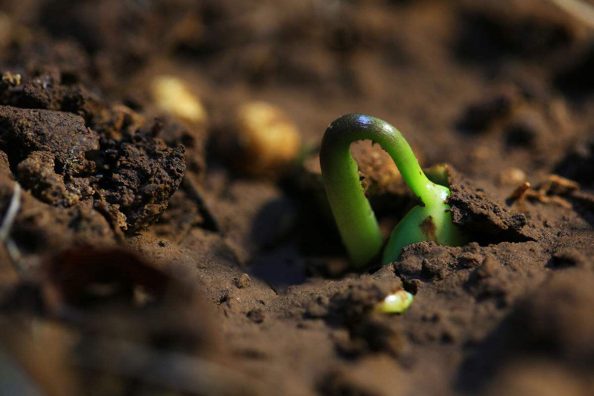 石评梅《被践踏的嫩芽》阅读答案