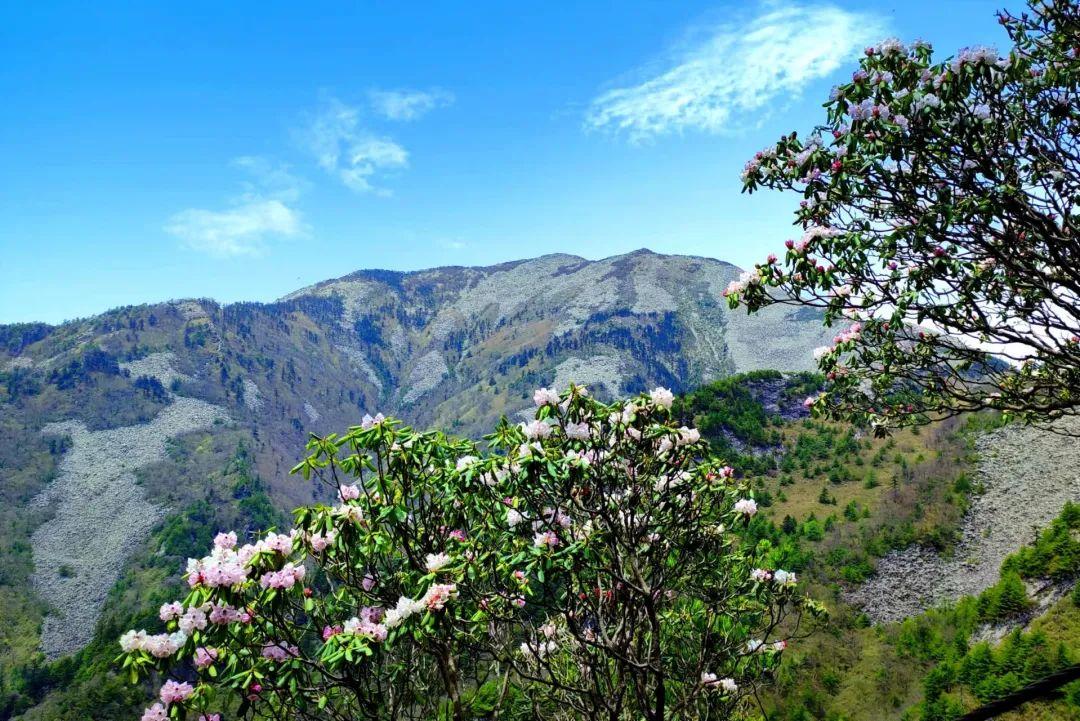 秦岭之巅 朱雀国家森林公园高山杜鹃惊艳上线