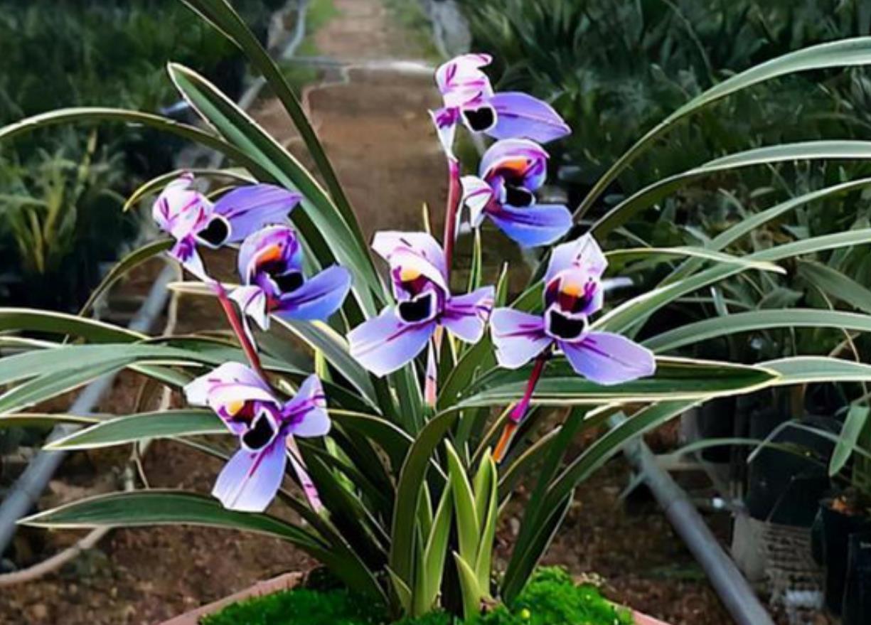 这种"特级色花"不养一盆有点可惜,兰香馥郁,养护简单