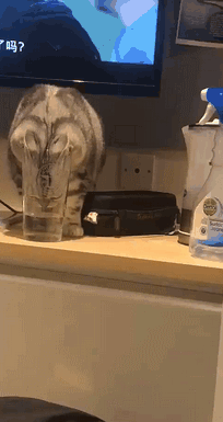 是我看错了吗?这是不是传说中的猫咪二连跳