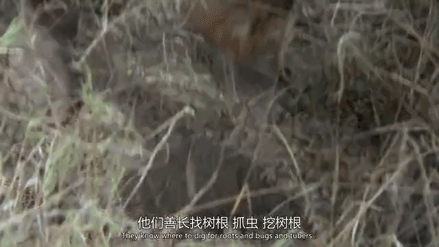 《上帝也疯狂》播出41年,主角已离世18年,他曾有3个妻子6个孩子