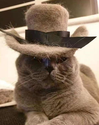 秃头猫奴一夜长出满头秀发,网友笑喷:快谢谢你家猫!