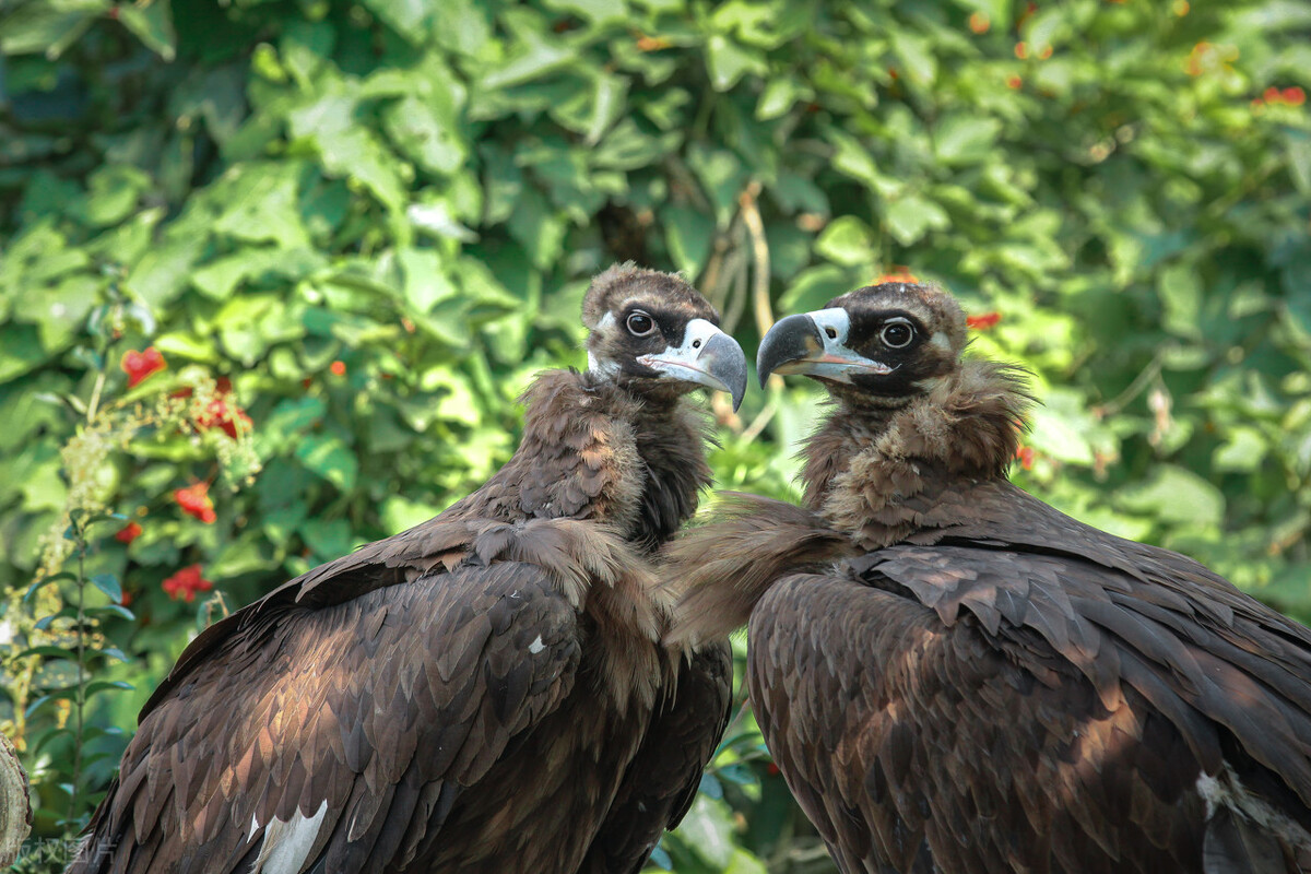 张麻子发现3只金雕幼崽,一时嘴馋竟烧烤,却遭到2只大雕疯狂报复