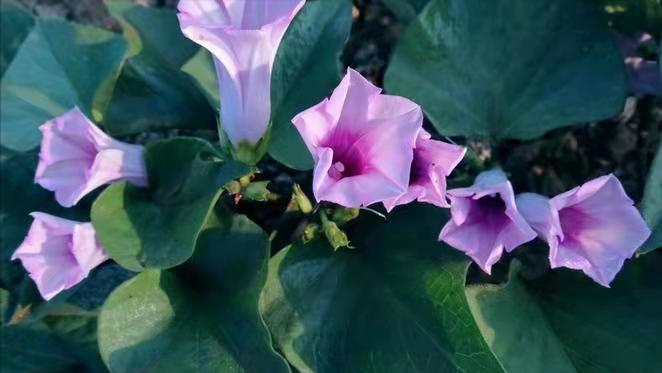 钱钟书围城没讲红薯花儿开只是很寂寞