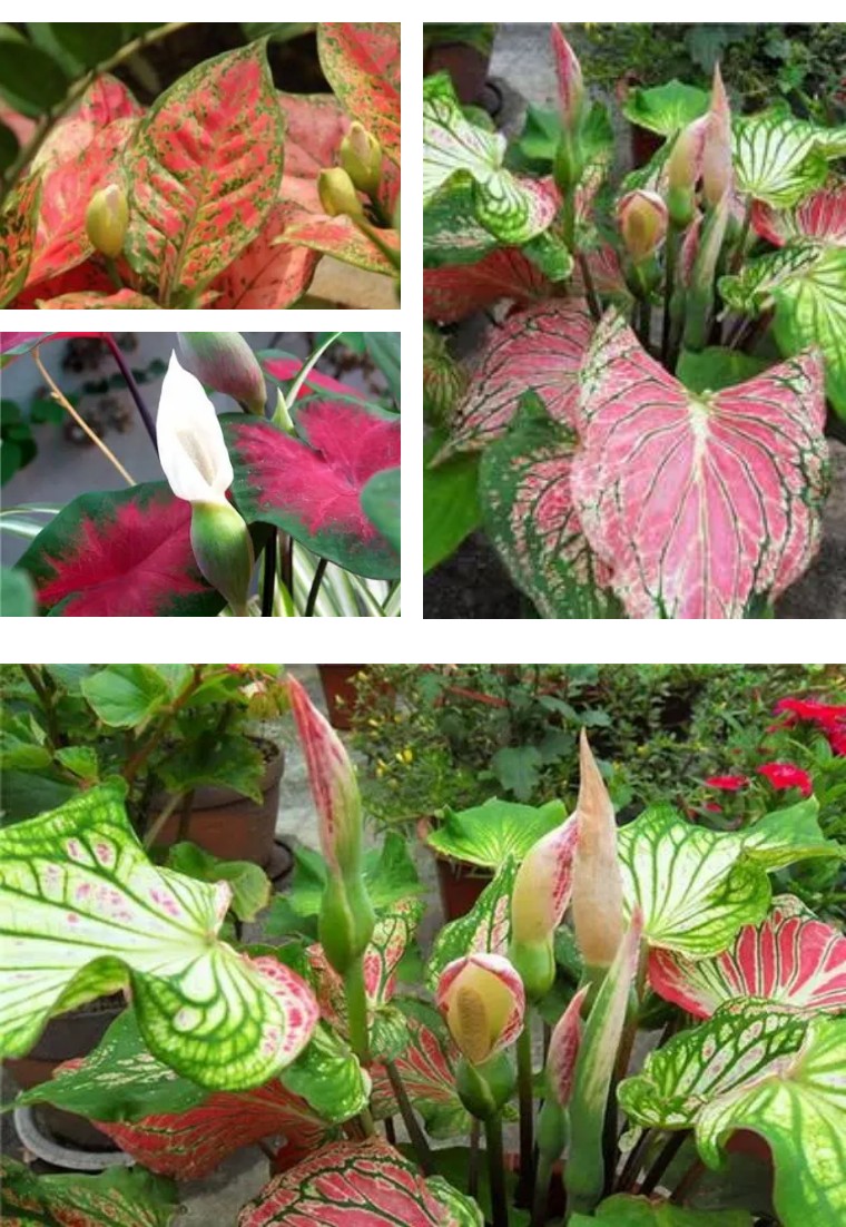 100种观叶植物|no.6 五彩芋养护攻略