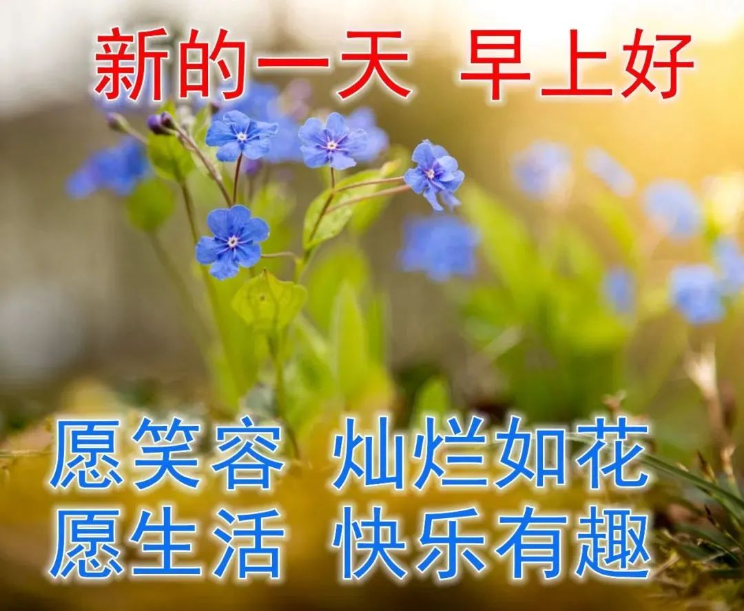 早晨图片 鲜花图片