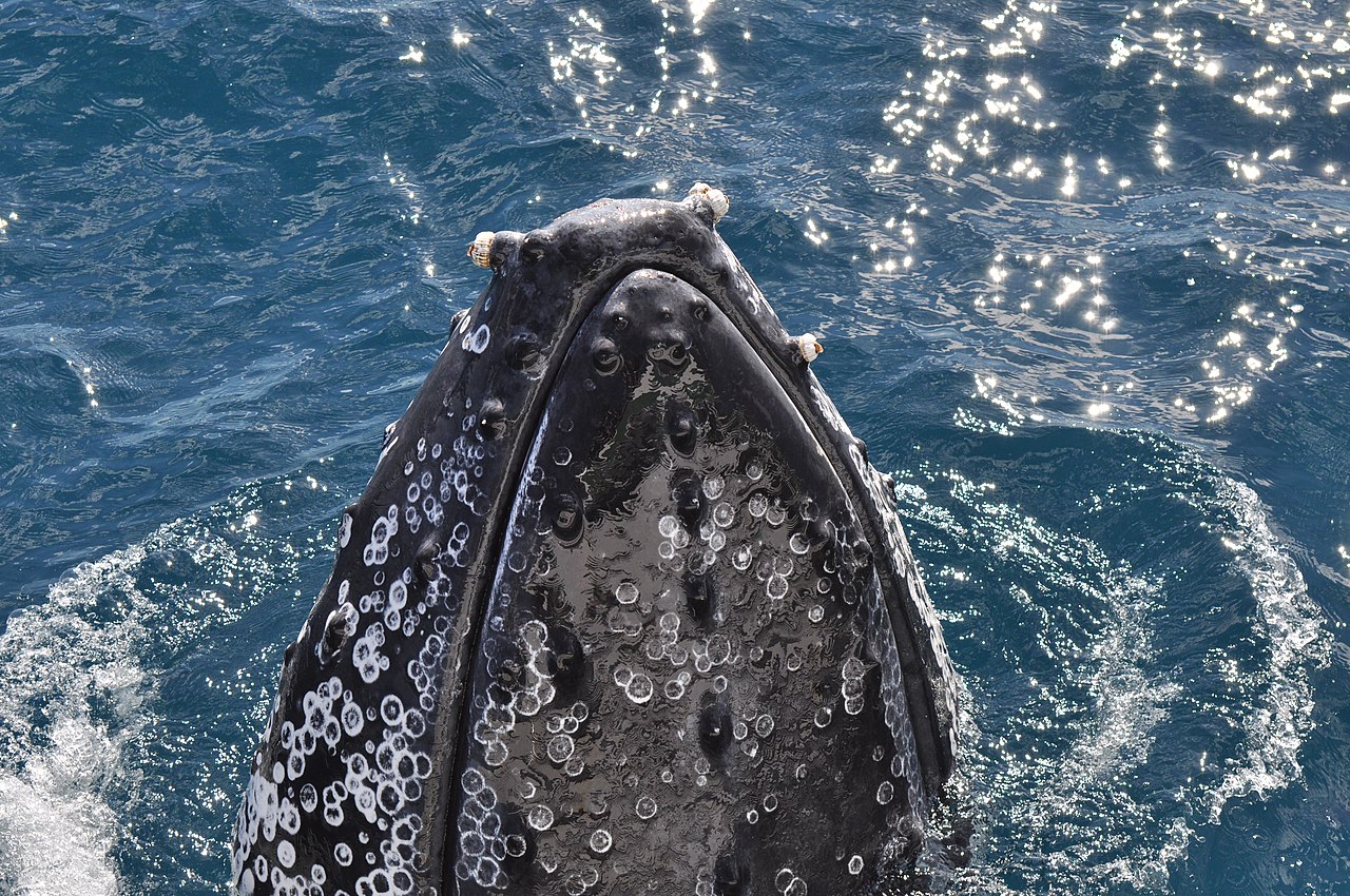 鲸鱼身上的藤壶和鲸虱会让鲸鱼痒吗?鲸鱼要如何挠痒痒呢?