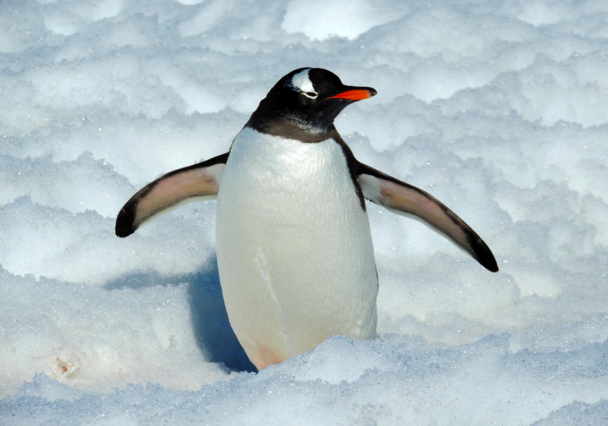 心理测试:你认为哪只企鹅最可爱?测试下你暗恋的人是否会追你?