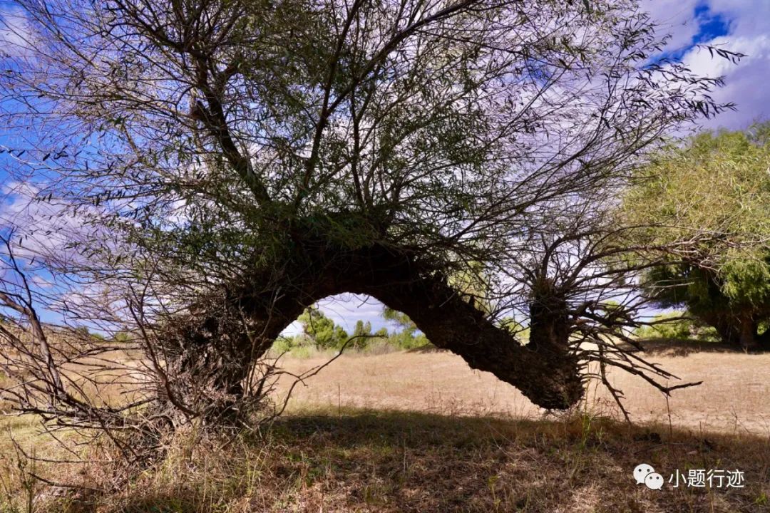 最美中国摄影奇观奈曼怪柳林:傲然天地间,最强生命力令人惊叹!