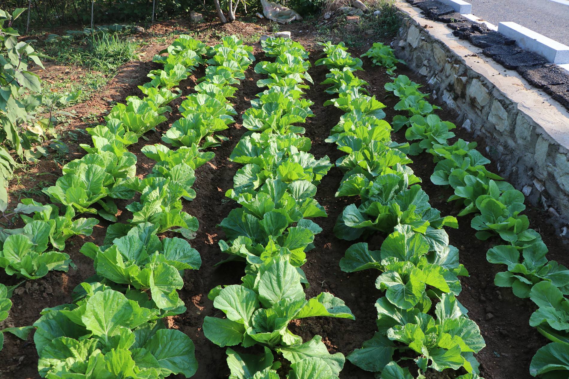 菜园里种的青菜吃不完,快开花了,制作成酸菜梅干菜,蒸扣肉美味