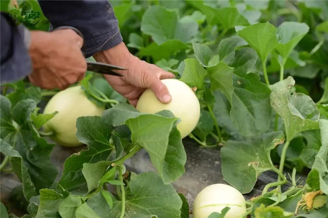 甜瓜种植时,学会合理的施肥是关键,提高甜瓜的口感