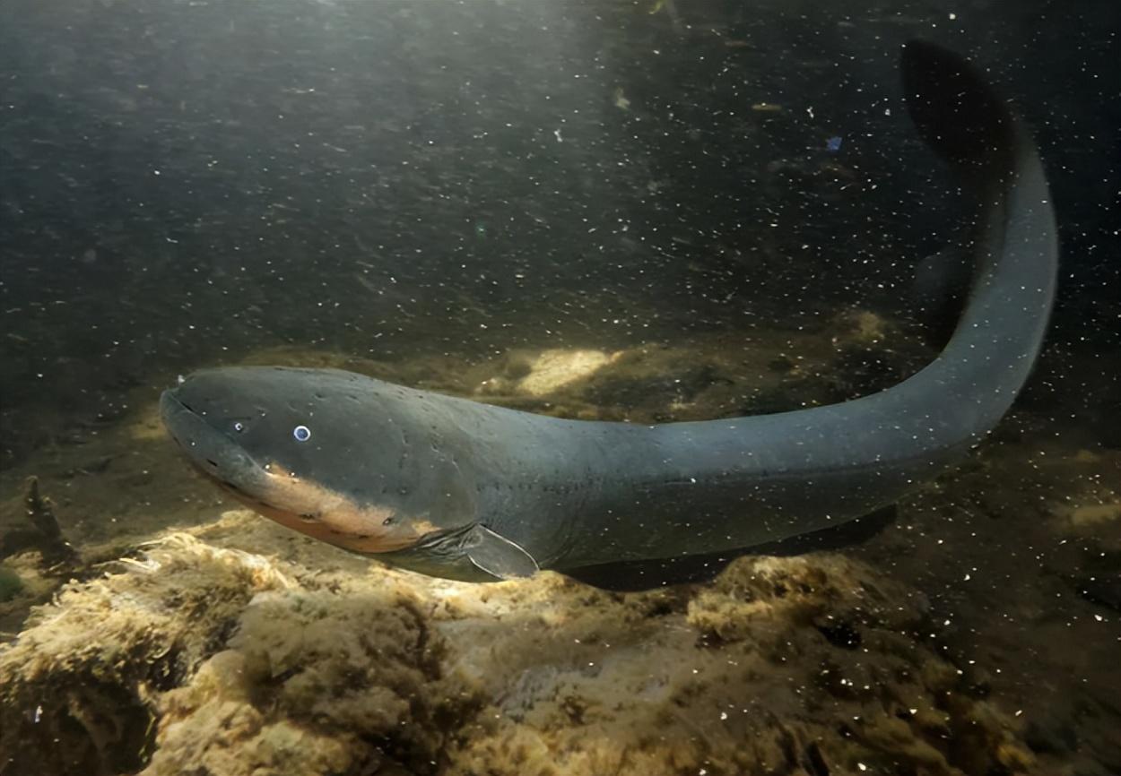 鳄鱼一口咬中电鳗被电到全身抽搐两者谁才是亚马逊终极杀手