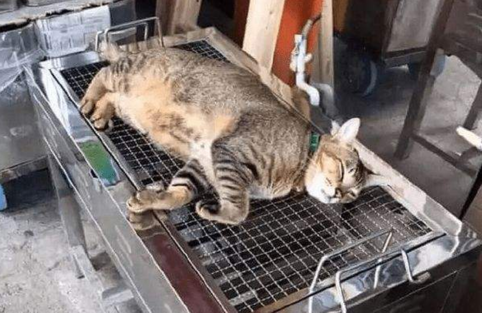 越南烤猫肉图片