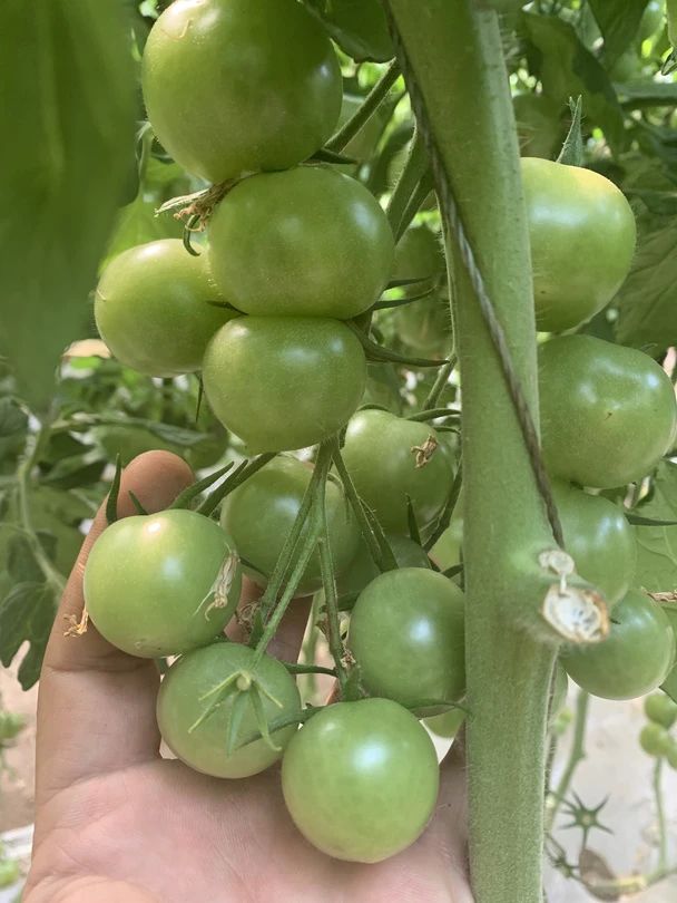 难怪青口蜜小番茄能火爆出圈,不仅脆甜爆浆,还能保护视力