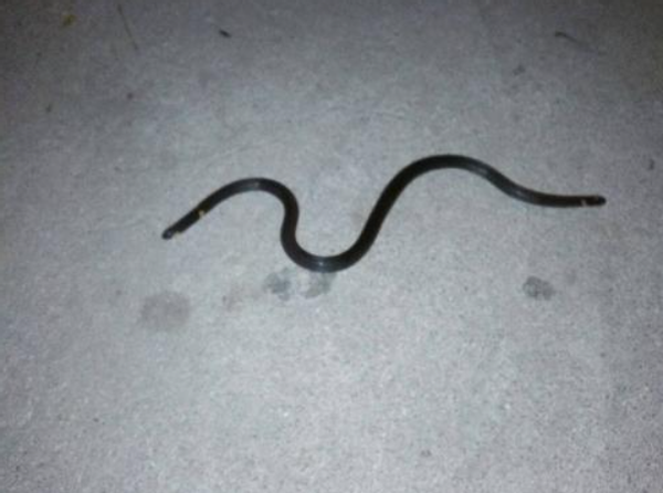 男子家里看到蛇,称蛇肯定在冬眠便逗逗它!结果大拇指被猛咬一口