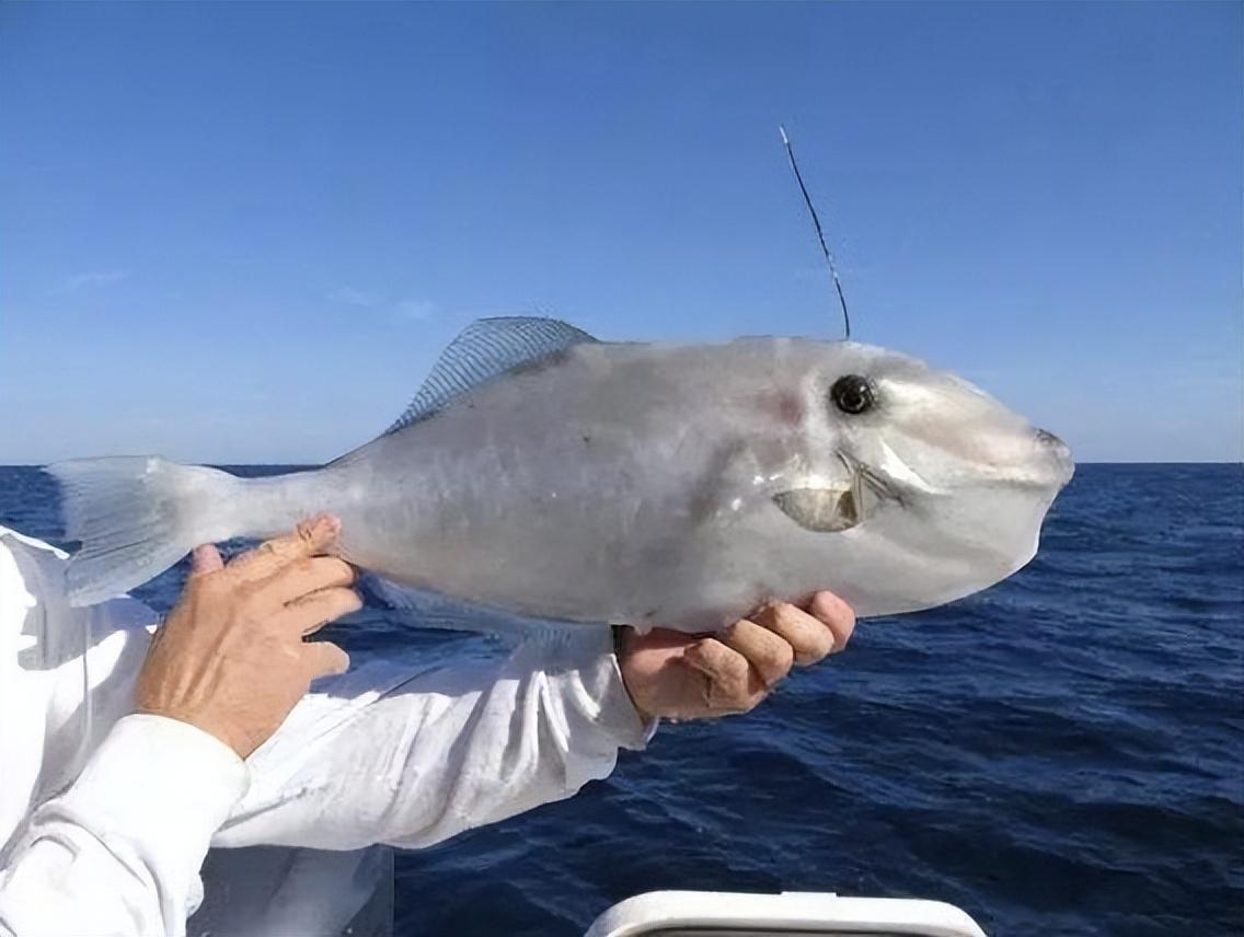 2005年山东大妈 捕获一条568斤马面鱼,上岸不久就被人55万元买走