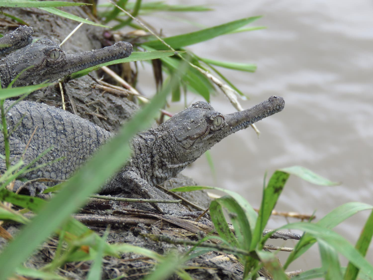 恒河鳄震碎生物学家三观,不是因为它帅,而是带娃方式奇葩