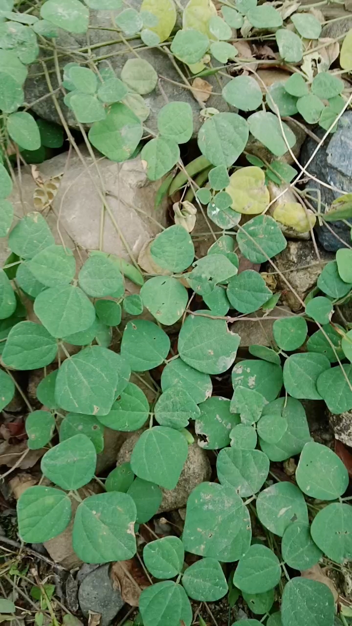 属于豆科,野扁豆植物