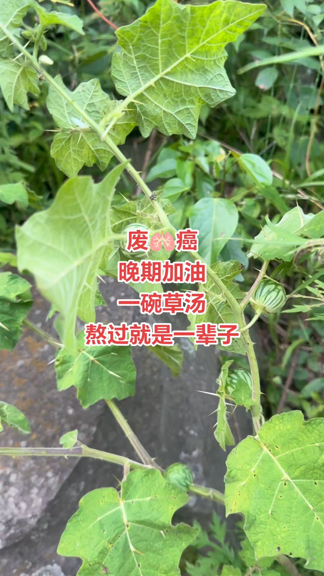 化癌草消瘤散结,晚期也可以,恶性也不怕,手中有方,三五天缓解