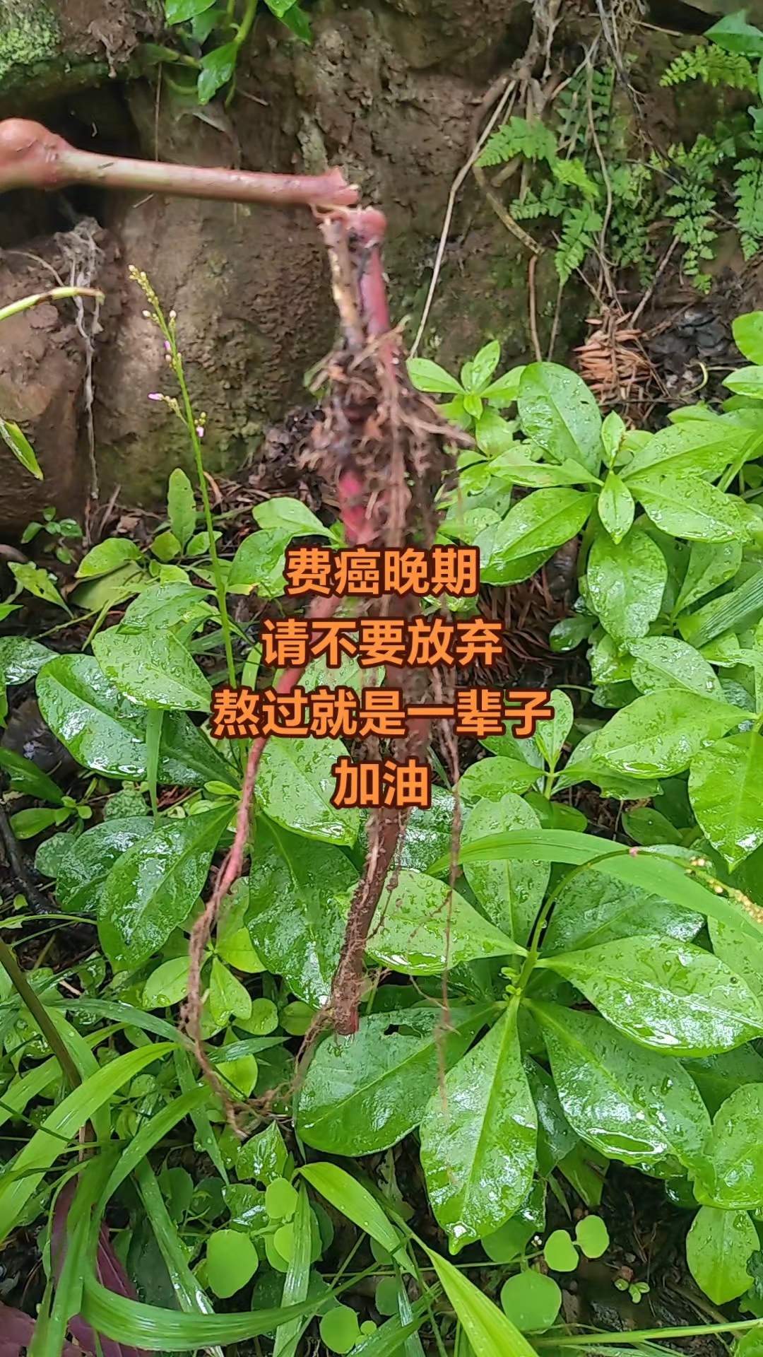 化癌草,消瘤散结,恶性也可以,手中有方,不手不化,三五天缓解