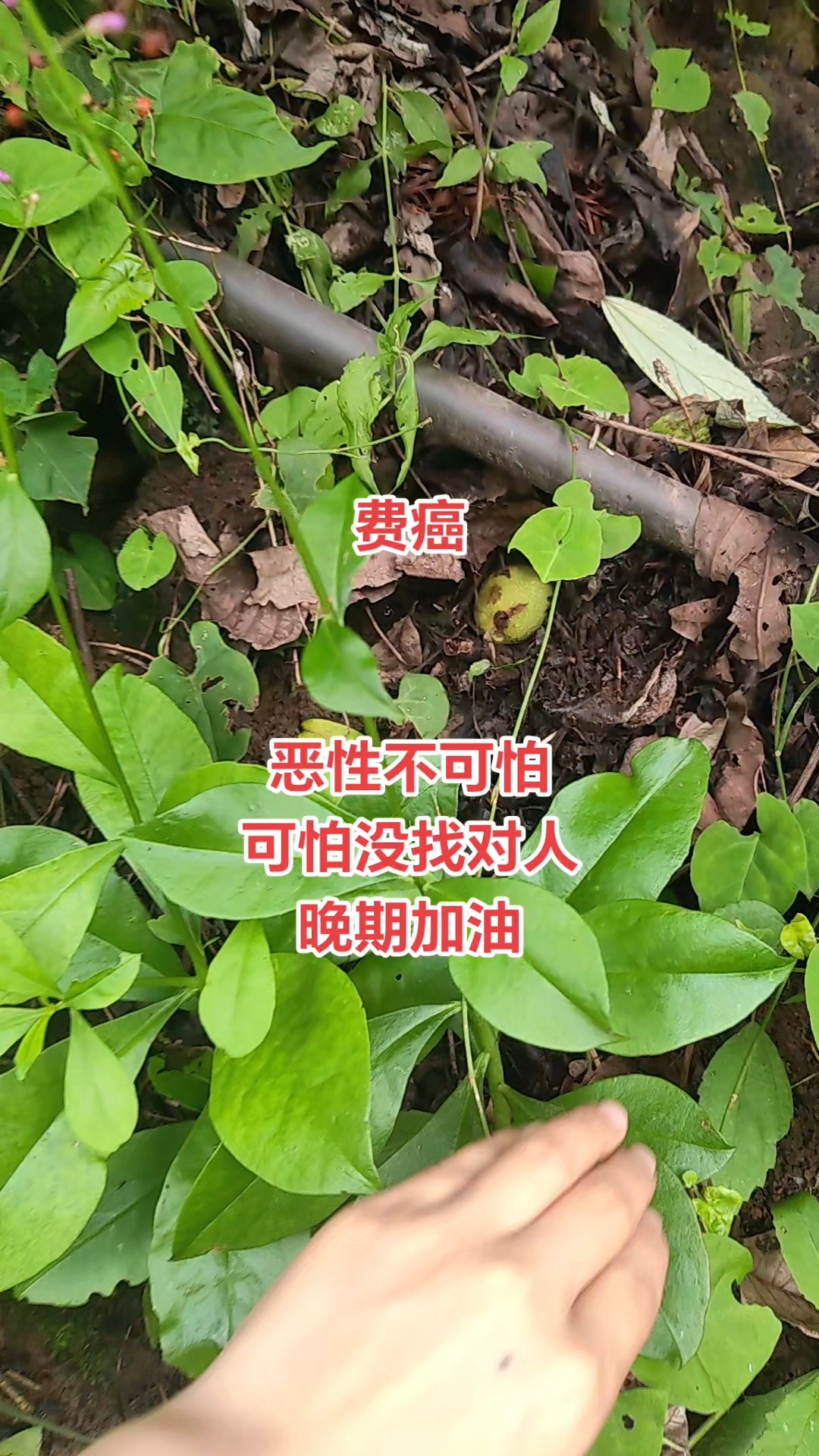 化癌草,消瘤散结,手中有方,恶性也不晚,三五天缓解