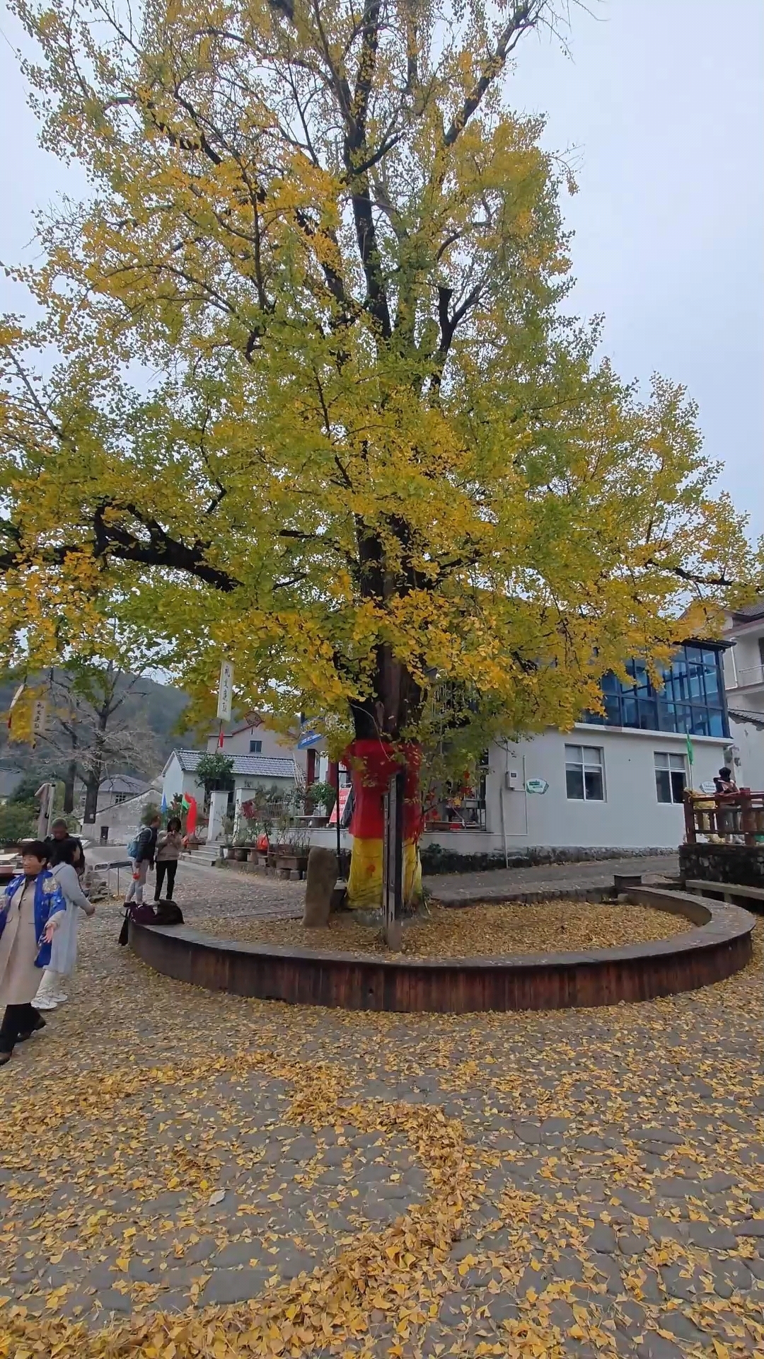 我们今天在湖州长兴的八都岕景区,这里的十里银杏长廊真的太好看