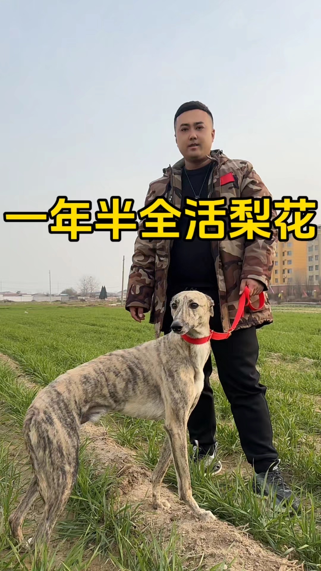 山东猎犬一年半全活狗