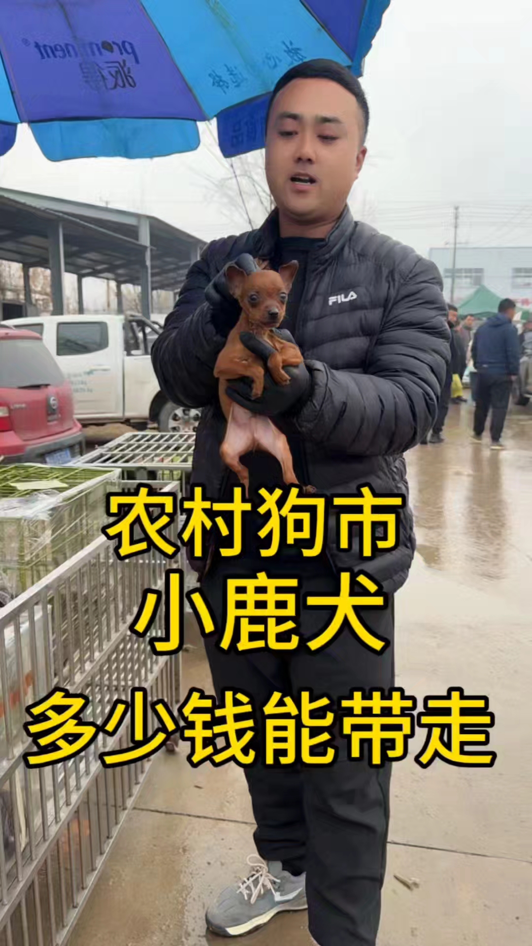 农村狗市小鹿犬多少钱能带走