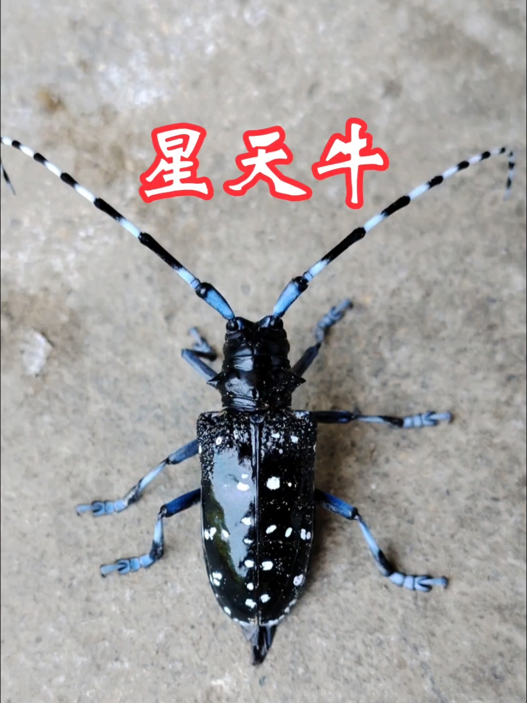 星天牛