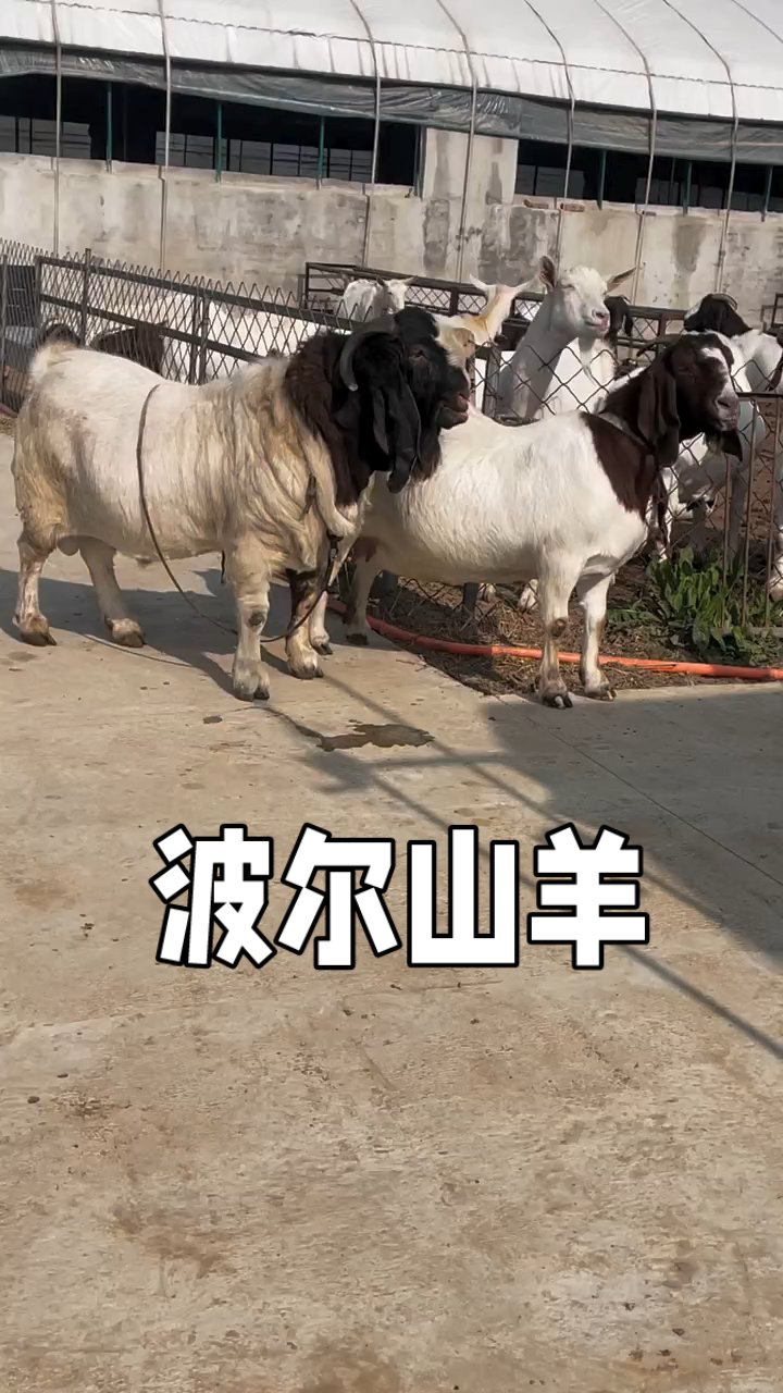 漂亮的波尔山羊种公羊