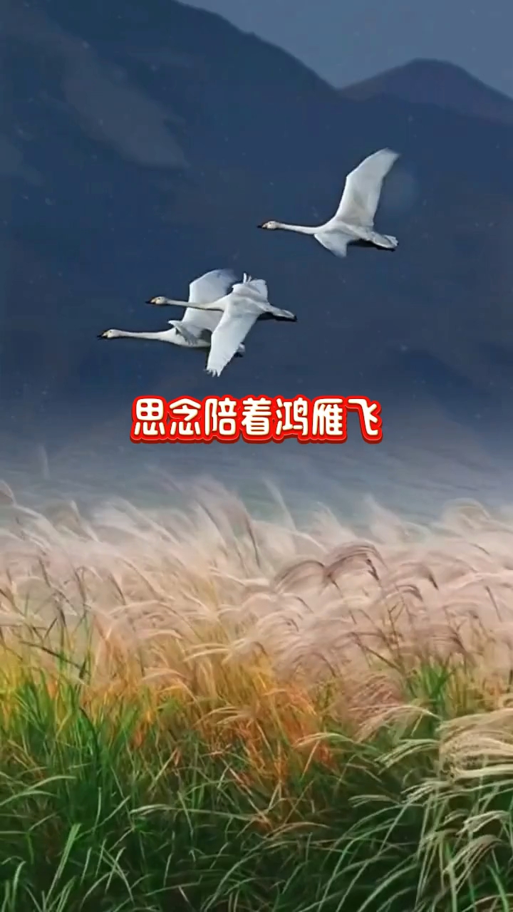似一股清泉沁人心田.纯音乐《思念陪着鸿雁飞》