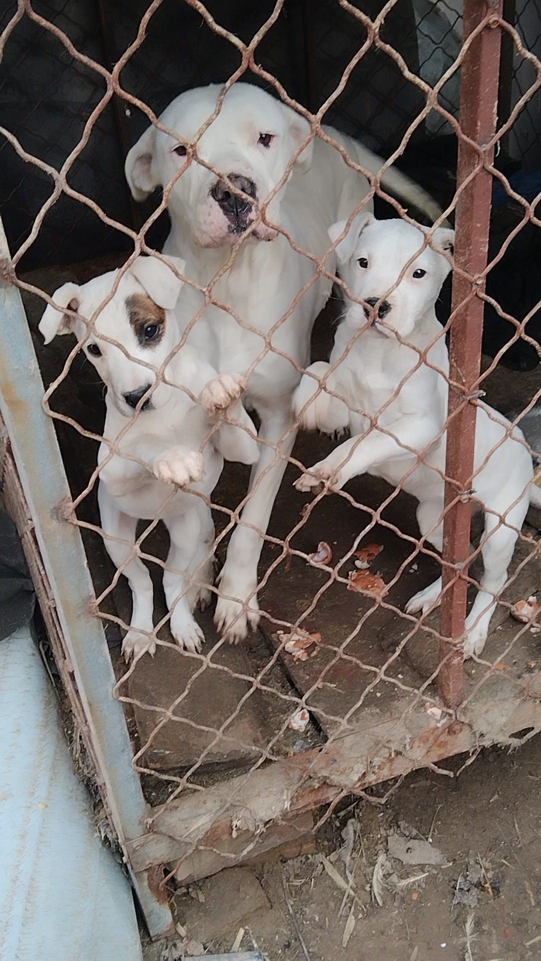 阿根廷杜高(阿根廷杜高犬优缺点)