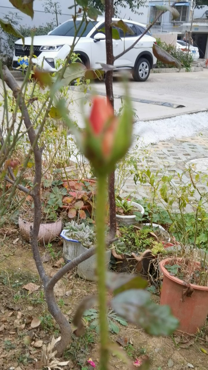 玫瑰花花骨朵好美