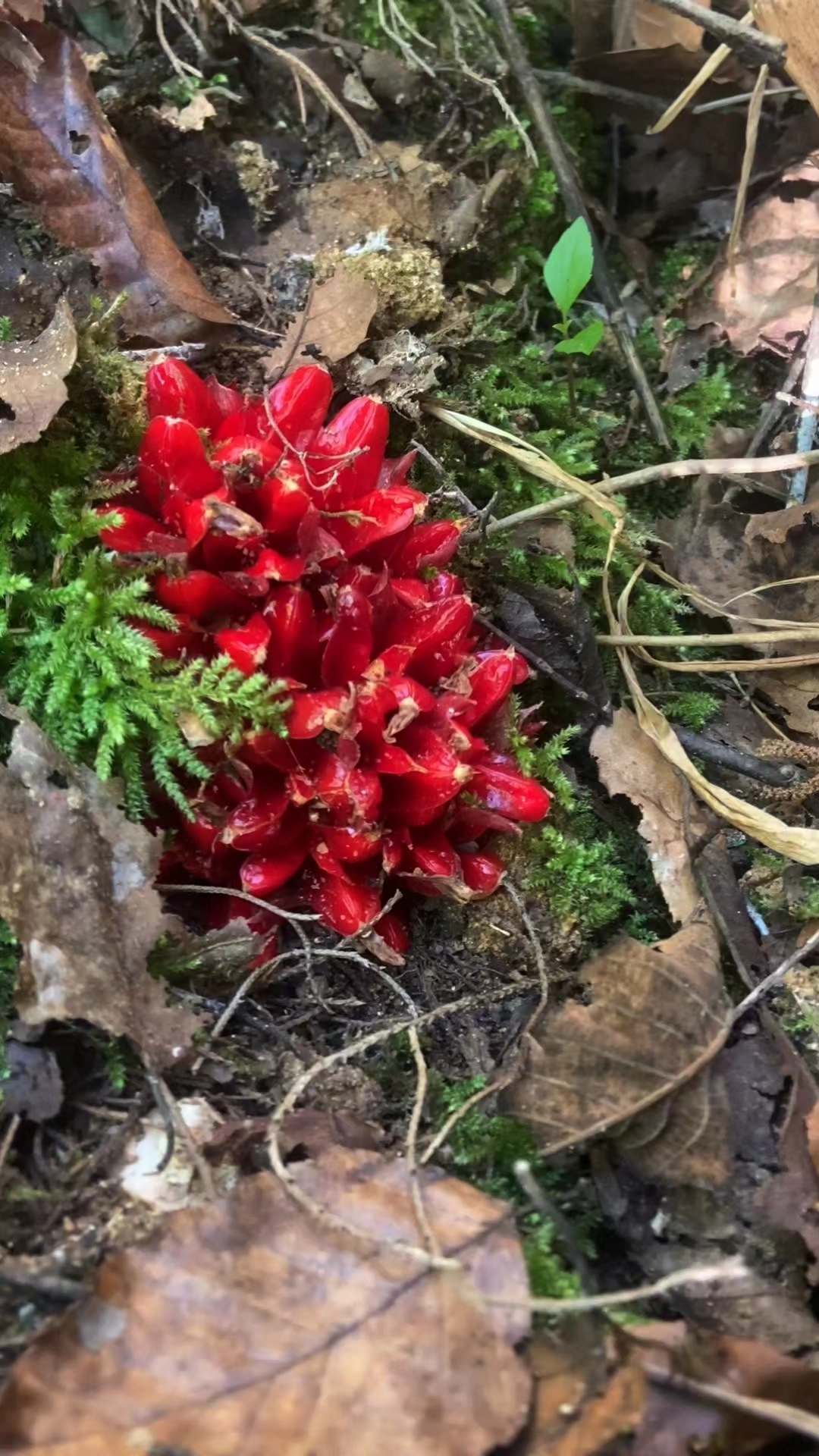 野姜花可不听这个话