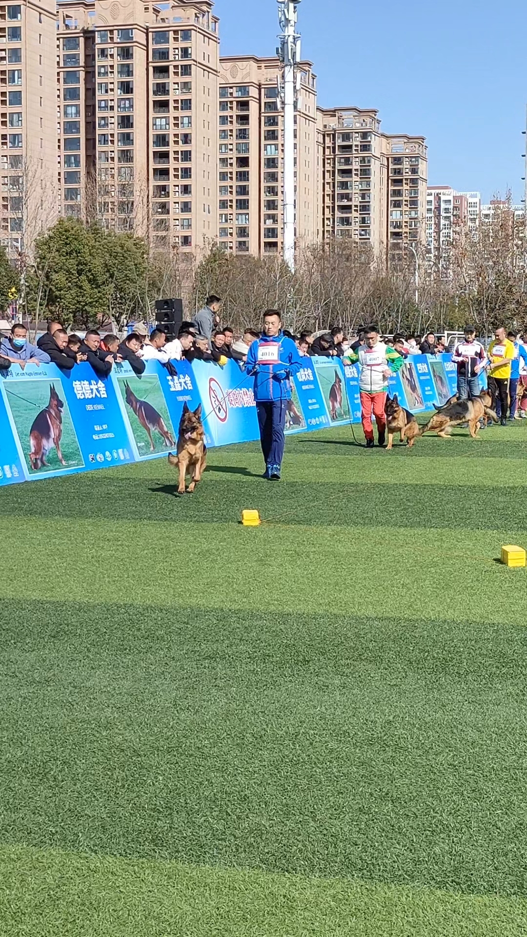 csv德国牧羊犬河南地方展