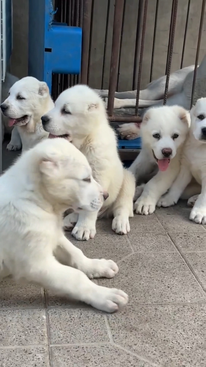 一窝小可爱又出窝了,纯白中亚牧羊犬