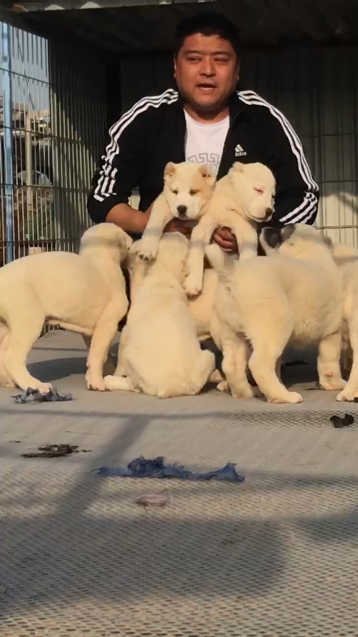 一窝纯白中亚牧羊犬开始预订了