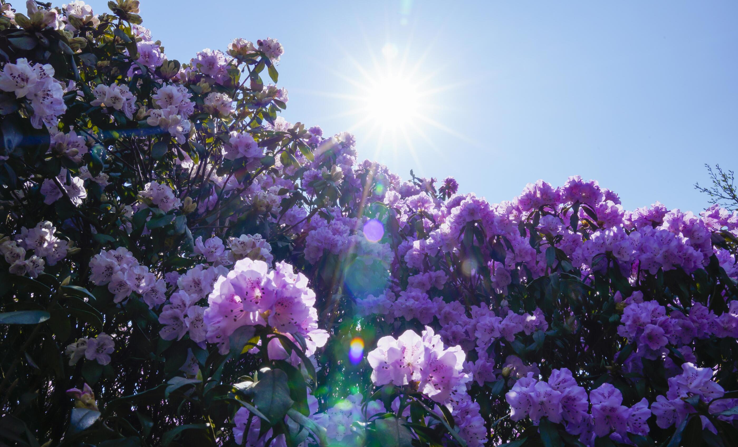 多彩贵州61花漾中国丨千亩红棕杜鹃惊艳了乌蒙草原之巅