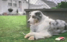 222_140gif 动态图 动图