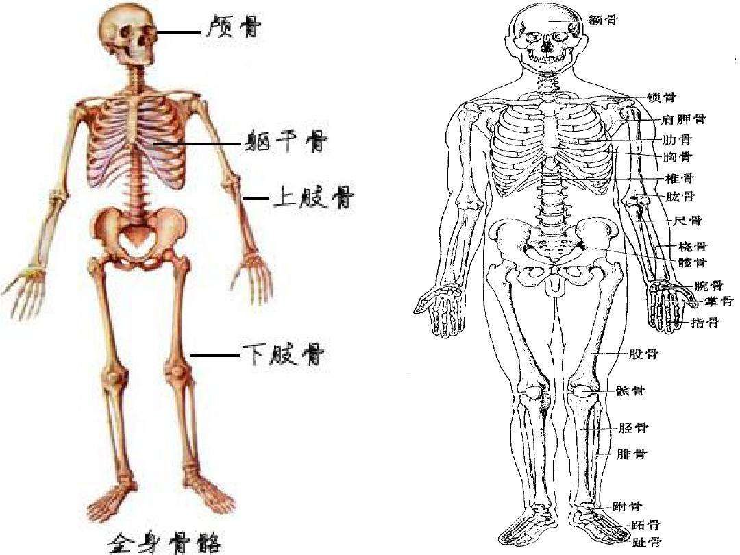 人有多少根骨头 baijiahao.baidu.com