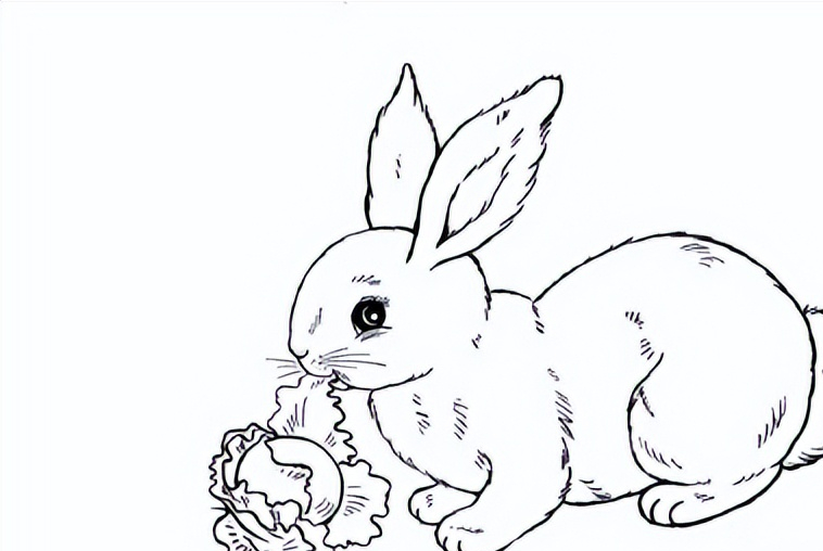 十大最难画的画兔子图片