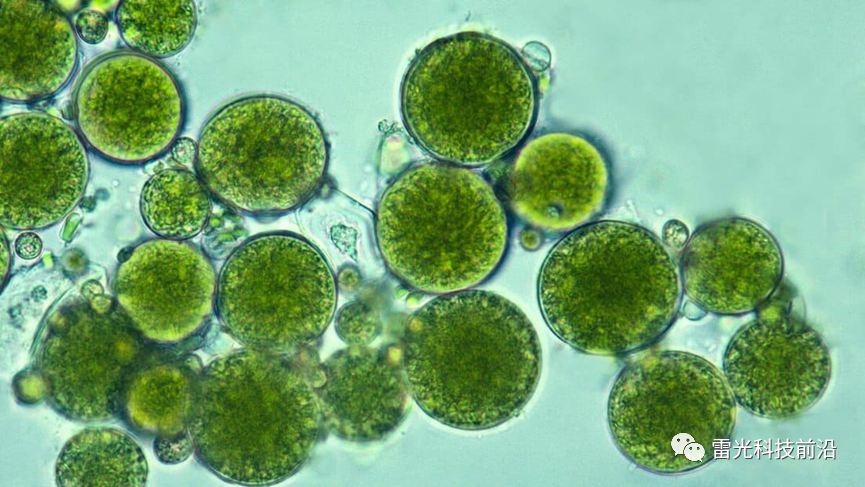 微生物将基因转移到古代植物上以实现进化