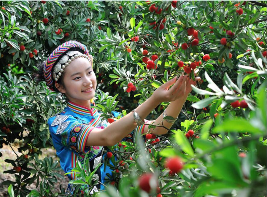 玩转湘西|靖州杨梅,给你带来夏日的酸与甜