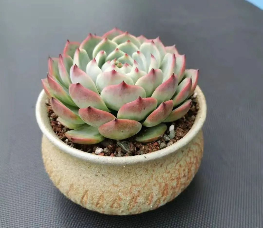 深秋,经典的必藏多肉品种——吉娃娃,越来越美了