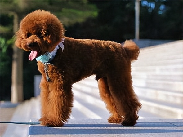 贵宾犬多少钱一只?